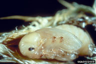 broad-nosed knapweed seed head weevil (<em>Bangasternus fausti</em>) pupa(e)