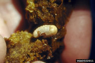 pupa