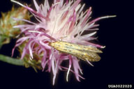 on knapweed flower head