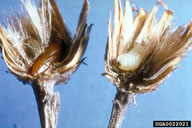 pupa (left) and larva (right) in knapweed sead head