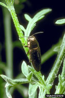 bronze knapweed root borer (<em>Sphenoptera jugoslavica</em>) adult(s) on diffuse knapweed (<em>Centaurea diffusa</em>)