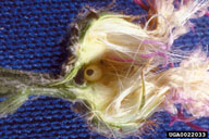 in spotted knapweed seed head