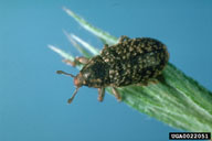 yellow starthistle bud weevil (<em>Bangasternus orientalis</em>) adult(s) on yellow starthistle (<em>Centaurea solstitialis</em>)