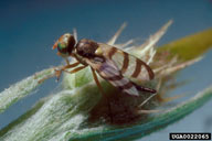 yellow star thistle gall fly (<em>Urophora sirunaseva</em>) adult(s) on yellow starthistle (<em>Centaurea solstitialis</em>)