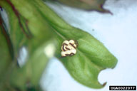black-margined loosestrife beetle (<em>Galerucella calmariensis</em>) egg(s) on purple loosestrife (<em>Lythrum salicaria</em>)