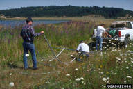 purple loosestrife before release of Galerucella pusilla
