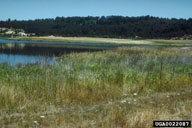 purple loosestrife after release of Galerucella pusilla