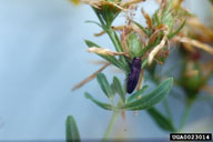 St. Johnswort beetle (<em>Agrilus hyperici</em>) adult(s) on common St. Johnswort (<em>Hypericum perforatum</em>)