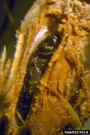 in root