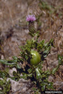 gall in stem