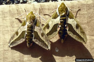 spurge hawkmoth (<em>Hyles euphorbiae</em>) adult(s) on leafy spurge (<em>Euphorbia esula</em>)