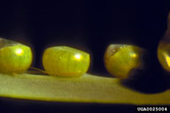 spurge hawkmoth (<em>Hyles euphorbiae</em>) egg(s) on leafy spurge (<em>Euphorbia esula</em>)