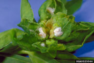 opened gall containing larvae and pupae