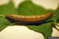 field bindweed moth (<em>Tyta luctuosa</em>) larva(e) on field bindweed (<em>Convolvulus arvensis</em>)
