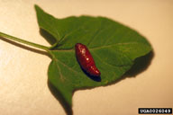 field bindweed moth (<em>Tyta luctuosa</em>) pupa(e) on field bindweed (<em>Convolvulus arvensis</em>)