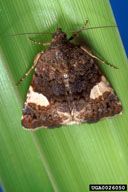 field bindweed moth (<em>Tyta luctuosa</em>) adult(s) on field bindweed (<em>Convolvulus arvensis</em>)