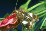 field bindweed moth (<em>Tyta luctuosa</em>) adult(s) on field bindweed (<em>Convolvulus arvensis</em>)
