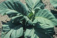 brown stink bug (<em>Euschistus servus</em>) damage on flue-cured tobacco (<em>Nicotiana tabacum (flue-cured type)</em>)