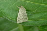 tobacco budworm (<em>Heliothis virescens</em>) adult(s) on flue-cured tobacco (<em>Nicotiana tabacum (flue-cured type)</em>)