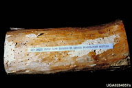air-dried pecan limb damage