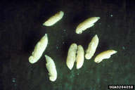 southern lyctus beetle (<em>Lyctus carbonarius</em>) pupa(e)
