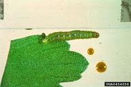 Larva of Cacoecimorpha pronubana.