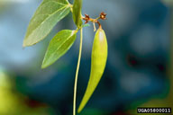 seed pod
