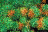 shoot canker and dieback in nursery