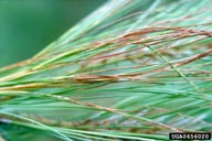 Mycosphaerella pini (red band needle blight) on <em>Pinus maximinoi</em>; note general reddening of needles.