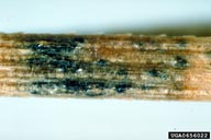 <em>Mycosphaerella pini</em> on <em>Pinus maximinoi</em>; note aggregated, strongly erumpent ascostromata with needle reddening.