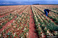 Dr. Reuven Jacobsohn, Agricultural Research Organization,  Bugwood.org