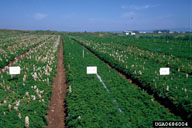 Dr. Reuven Jacobsohn, Agricultural Research Organization,  Bugwood.org
