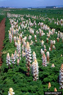 Dr. Reuven Jacobsohn, Agricultural Research Organization,  Bugwood.org