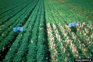 Joseph Kanner, Agricultural Research Organization,  Bugwood.org