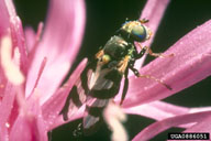knapweed seed head fly (<em>Urophora quadrifasciata</em>) adult(s) on spotted knapweed (<em>Centaurea stoebe ssp. micranthos</em>)