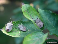 Adults and fifth instar on a non-crop host (crabapple)