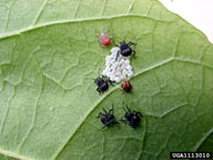 First instar and second instars