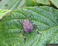 Fifth instar