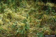 fiveangled dodder (<em>Cuscuta pentagona var. pentagona</em>) plant(s)