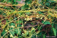 fiveangled dodder (<em>Cuscuta pentagona var. pentagona</em>) plant(s)
