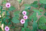morning-glory (<em>Ipomoea x leucantha</em>) flower(s)