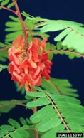 red sesbania