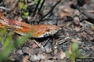 corn snake (<em>Elaphe guttata guttata</em>) adult(s)