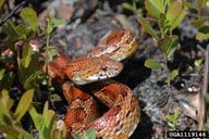 corn snake (<em>Elaphe guttata guttata</em>) adult(s)