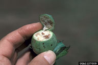 feeding damage on boll. Note the dark sunken spots and the brown immature seeds.