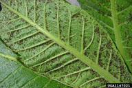 tobacco aphid (<em>Myzus nicotianae</em>) infestation on flue-cured tobacco (<em>Nicotiana tabacum (flue-cured type)</em>)