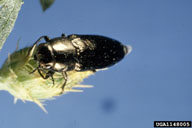 bronze knapweed root borer (<em>Sphenoptera jugoslavica</em>) adult(s)