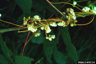 beaked dodder (<em>Cuscuta rostrata</em>) plant(s)