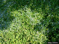 True Forget-Me-Not (Myosotis scorpioides)