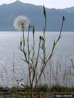 western salsify (<em>Tragopogon dubius</em>) plant(s)